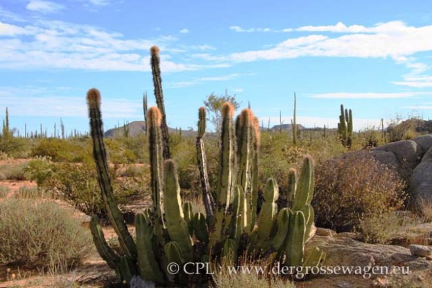 Senita=Old_Man_Cactus_03