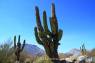 Elephant_Cactus_07