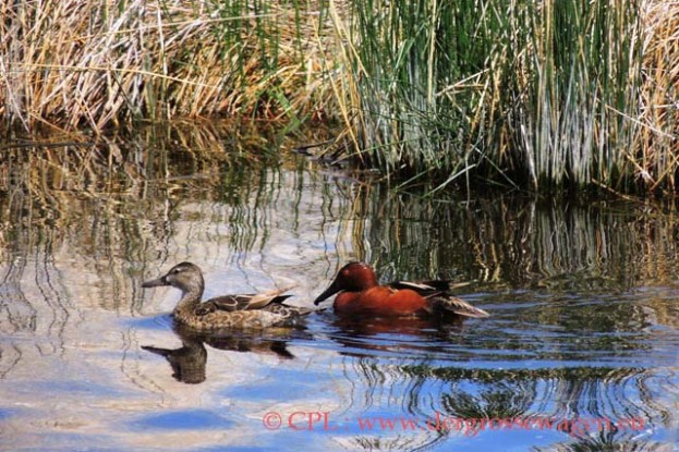 Cinnamon_Teal_(Zimtente)_01