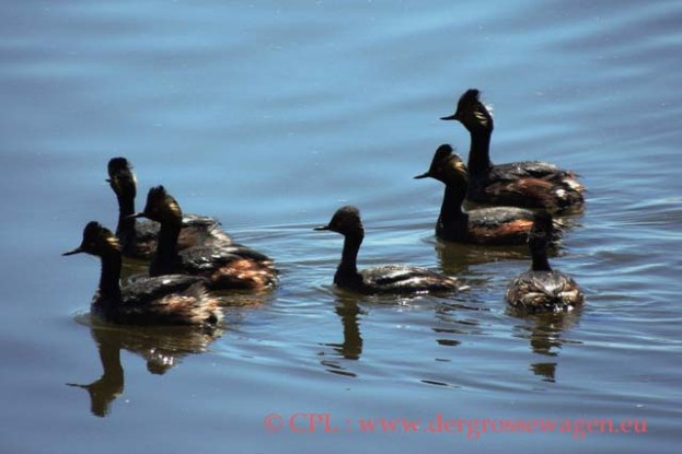 Eared_Grebe_(Ohrentaucher=Schwarzhalstaucher)