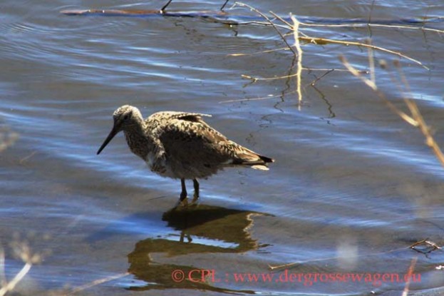 Greater_Yellowleg_(Gelbschenkel)