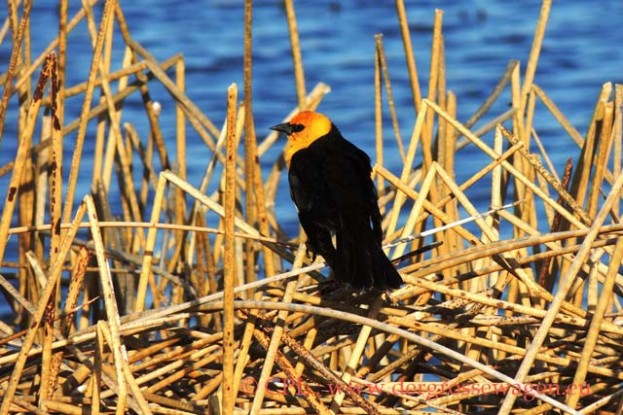 Yellow-headed_Blackbird_(Brillenstaerling)_01
