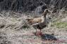 White-fronted_Goose_(Blaessgans)_03