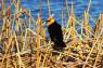 Yellow-headed_Blackbird_(Brillenstaerling)_01