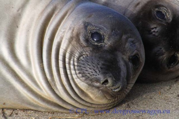 See-Elefant_Jungtier_Elephant_Seals_Pub_07