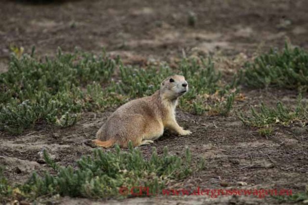 Praeriehund_07