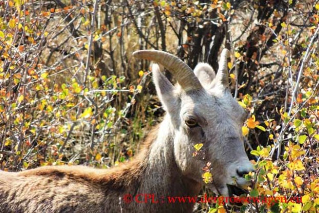 Bighorn_Sheep_Dickhornschaf