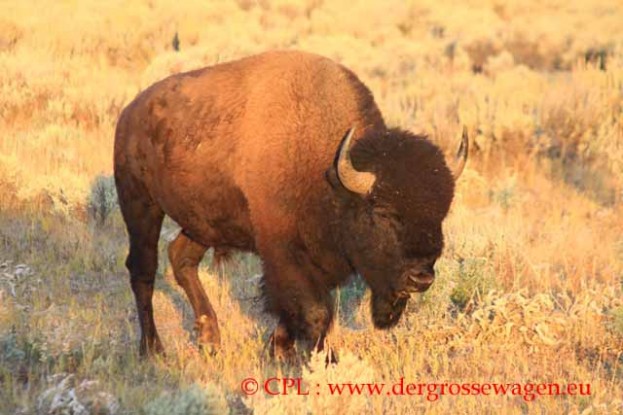 Bison