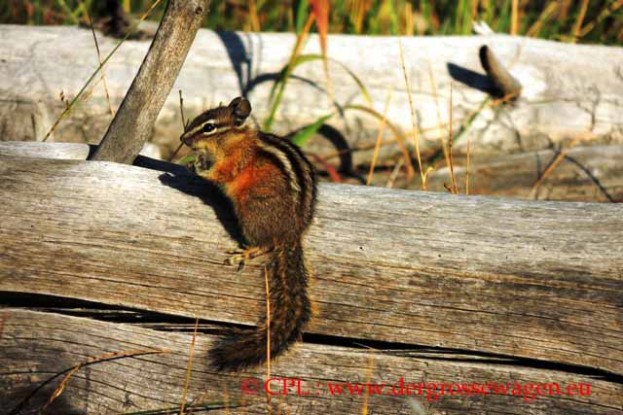 Chipmunk_Streifenhoernchen