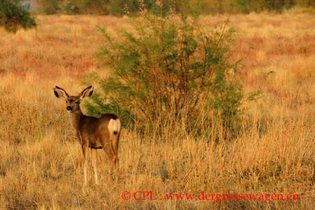 Mule_Deer_Maultierhirsch