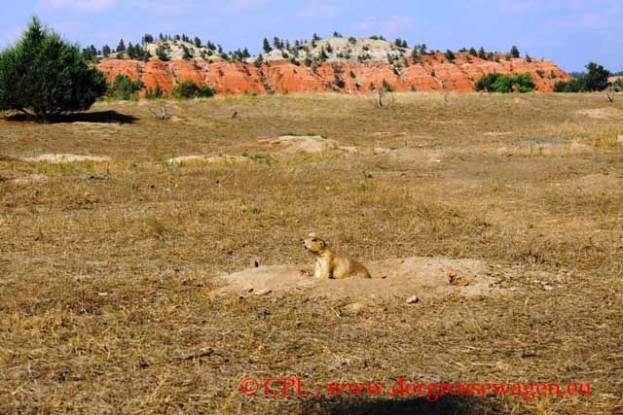 Prairie_Dog_Praeriehund_02