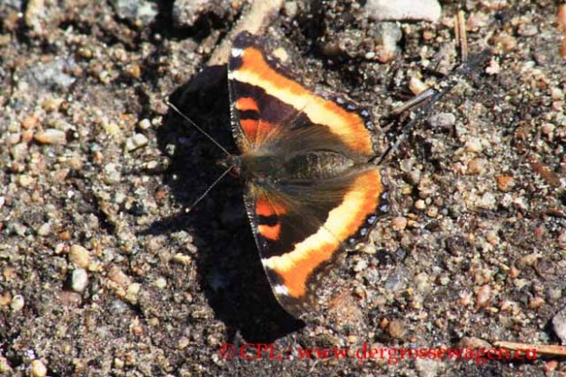 Schmetterling_Milberts_Tortoiseshell