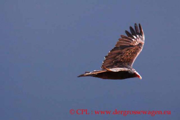 Turkey_Vulture_Truthahngeier