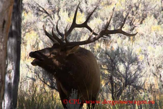Wapiti_Elk_02