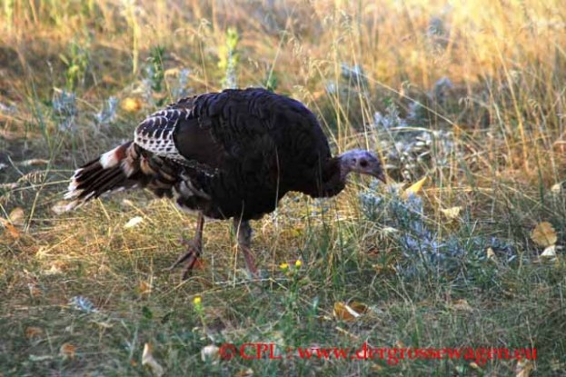 Wild_Turkey_Wilder_Truthahn