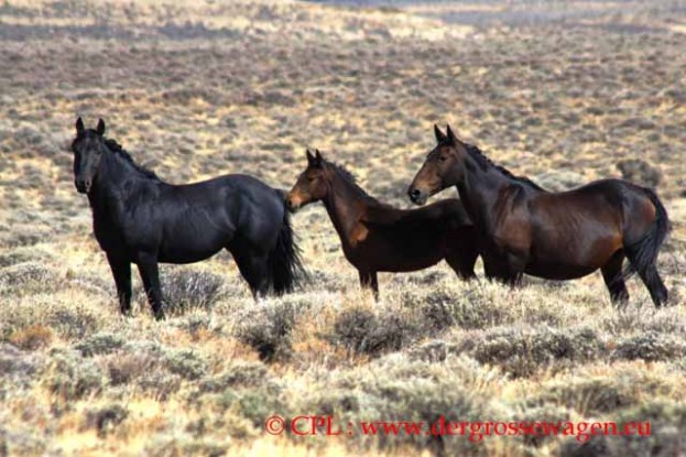 Wild_horses_Wildpferde_04