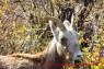 Bighorn_Sheep_Dickhornschaf