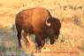 Bison