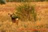 Mule_Deer_Maultierhirsch