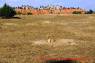 Prairie_Dog_Praeriehund_02