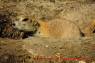 Prairie_Dog_Praeriehund