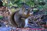 Red_Squirrel_Rothoernchen