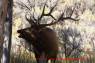 Wapiti_Elk_02