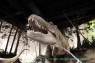 Drumheller_Royal_Tyrell_Museum_01
