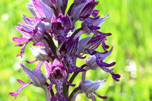 Orchidee_27