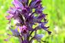 Orchidee_27