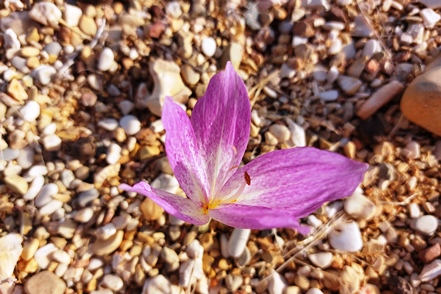Portugiesische Zeitlose (Colchicum lusitanum)