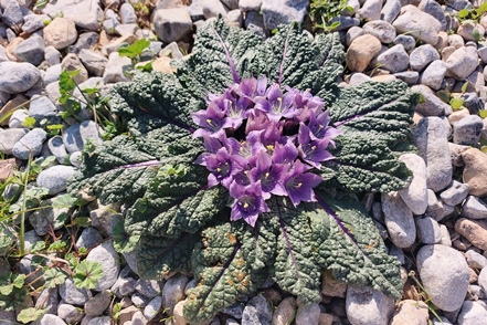 Herbst-Alraune (Mandragora autumnalis)
