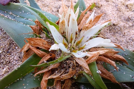 Androcymbium rechingeri (Endemit)