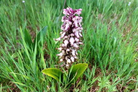 Roberts Mastorchis (Barlia robertiana)