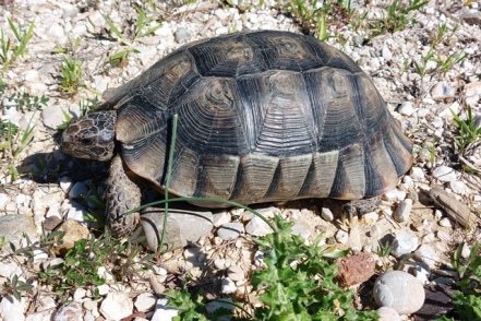 Griechische Landschildkröte (Testudo hermanni)