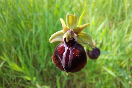 Spinnen-Ragwurz (Ophrys sphegodes) ?