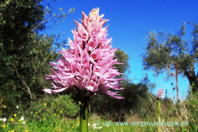 Orchidee - Italienisches Knabenkraut