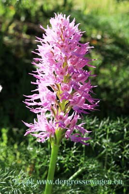Orchidee - Italienisches Knabenkraut
