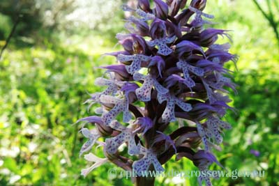 Orchidee - Milchweißes Knabenkraut
