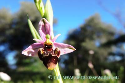 Orchidee - Schnepfen-Ragwurz