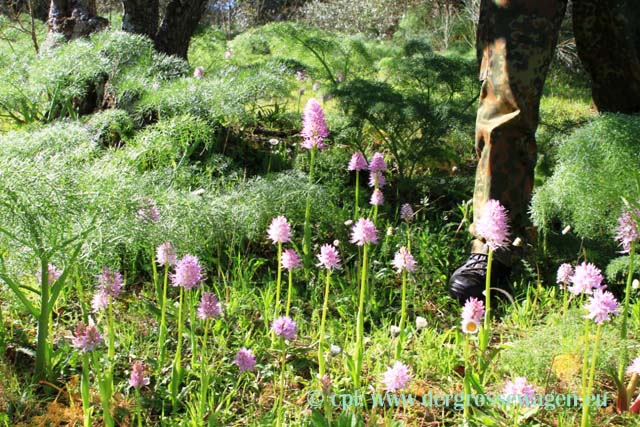 Orchideen - Italienisches Knabenkraut