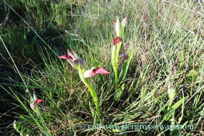 Orchideen - Echter Zungenstendel