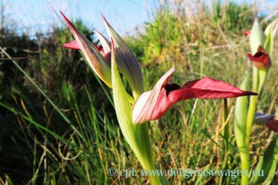 Orchidee - Echter Zungenstendel