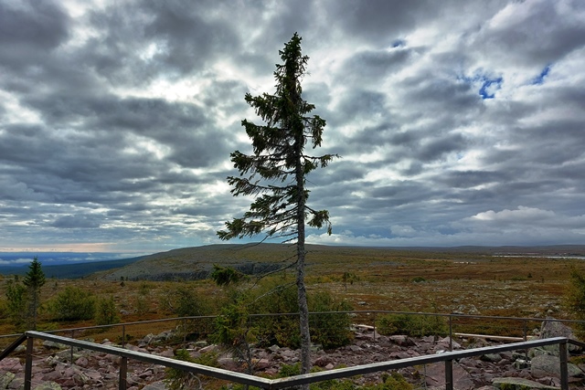 Old Tjikko