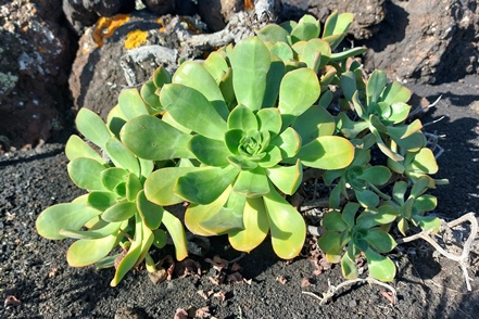 Aeonium