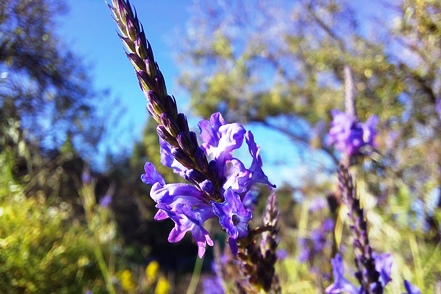 Kanaren-Lavendel