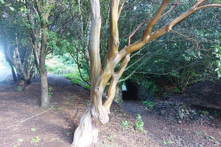 Kanarischer Erdbeerbaum