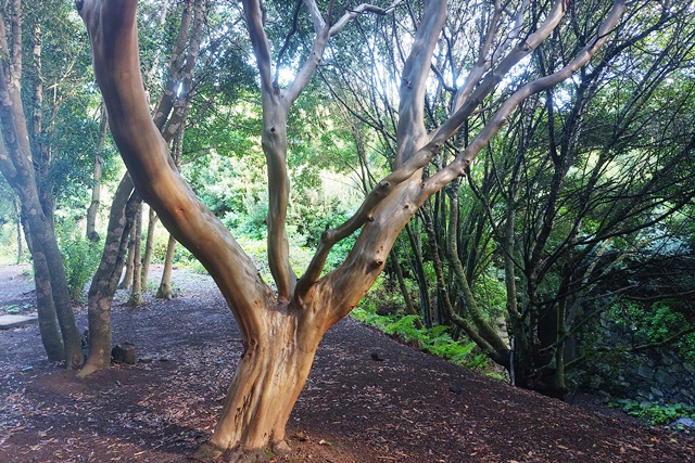 Kanarischer Erdbeerbaum