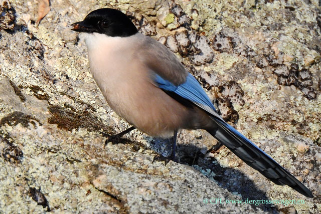 Blauelster