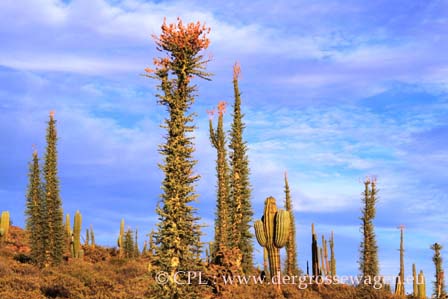Cirios_Baja_California